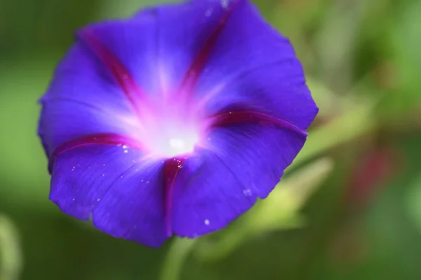 Gyönyörű Lila Virág Kertben — Stock Fotó