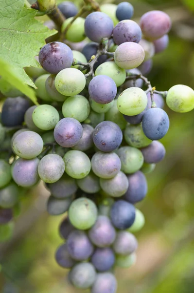 Raisin Mûr Plein Air Concept Été Vue Rapprochée — Photo