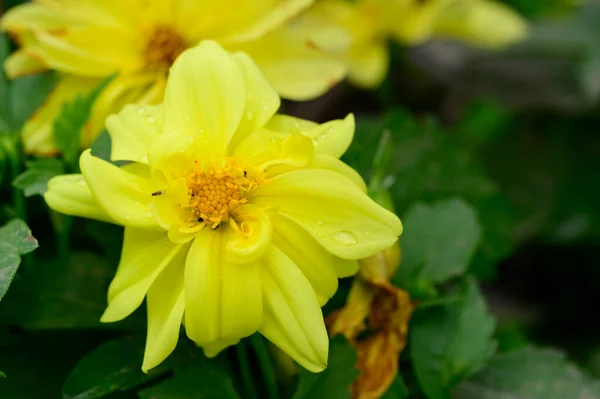 Tiernas Flores Amarillas Creciendo Jardín — Foto de Stock