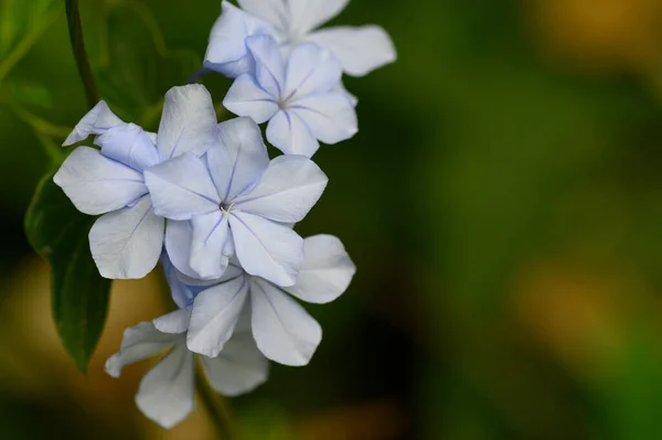 Bahçede Büyüyen Güzel Çiçekler Yakın Çekim Manzarası — Stok fotoğraf