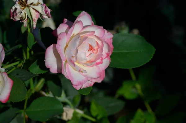 Όμορφα Τριαντάφυλλα Στον Κήπο Κοντινή Θέα — Φωτογραφία Αρχείου