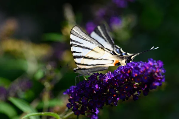 蝴蝶昆虫坐在紫色的花朵上 近距离观察 — 图库照片