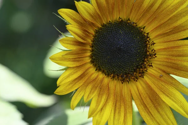 Gele Zonnebloem Tuin Close — Stockfoto