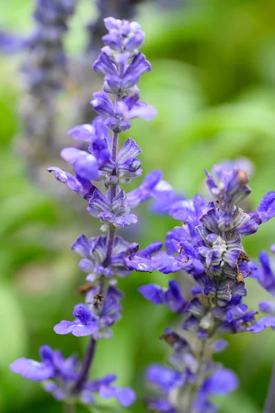 Lila Blommor Som Växer Trädgården — Stockfoto