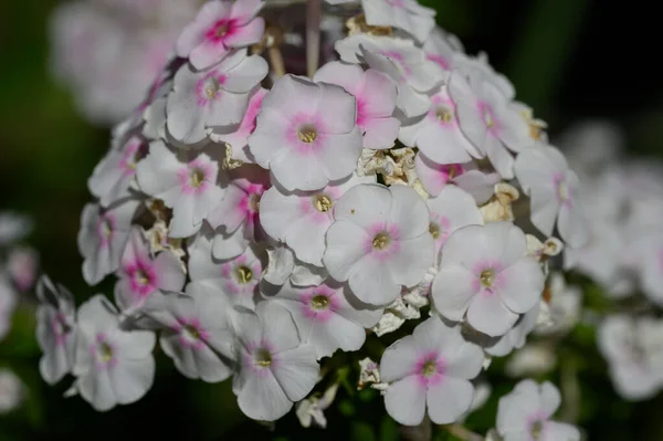 Vackra Blommor Växer Utomhus Trädgården Närbild — Stockfoto