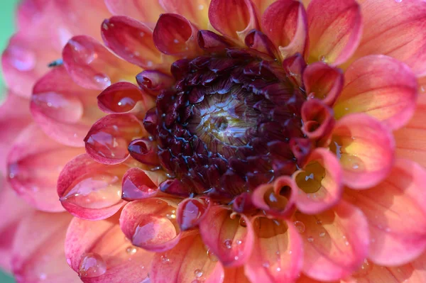 Pink Yellow Dahlia Flower Close View — Stock Photo, Image