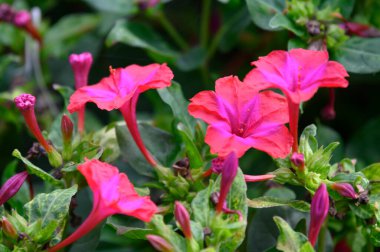 Güzel pembe çiçek bahçesinde yakın çekim