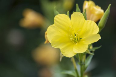 Bahçedeki sarı çiçekler, manzarayı kapat.