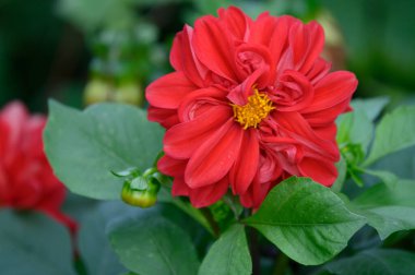 Bahçede büyüyen güzel çiçekler, yakın çekim manzarası. 