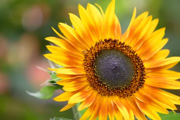 Slunečnice Rostoucí Zahradě Zblízka Pohled — Stock fotografie