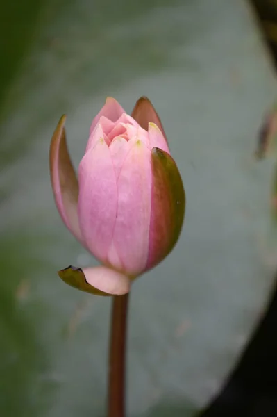 Beautiful Lotus Flower Blooming Pond — Stock Photo, Image