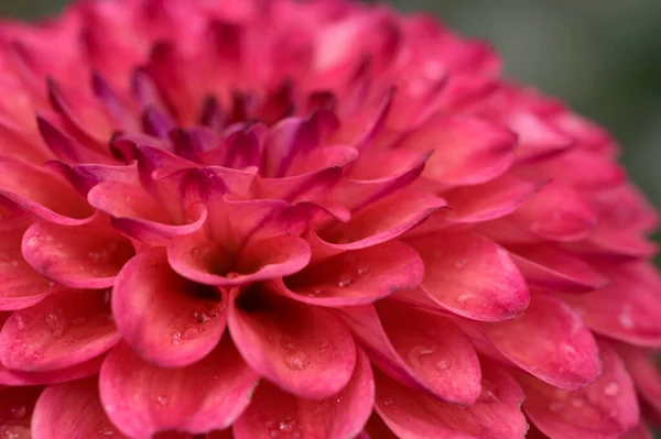 Fleur Dahlia Rouge Vue Rapprochée — Photo