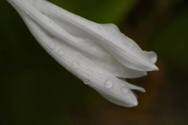 Белый Цветок Крупный План Летняя Концепция — стоковое фото