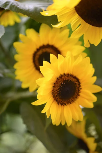 Slunečnice Rostoucí Zahradě Zblízka Pohled — Stock fotografie