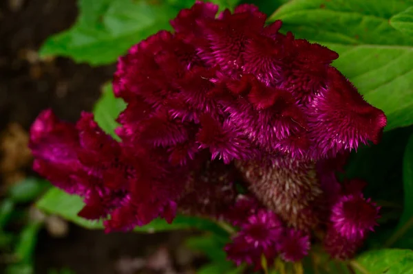 Beautiful Purple Flowers Garden — Stock Photo, Image