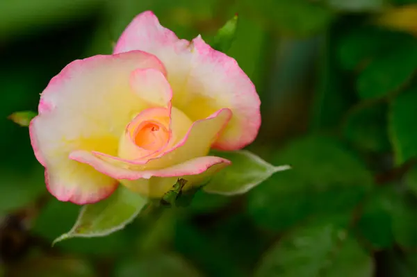 Närbild Vackra Vita Gula Och Rosa Ros Blomma — Stockfoto