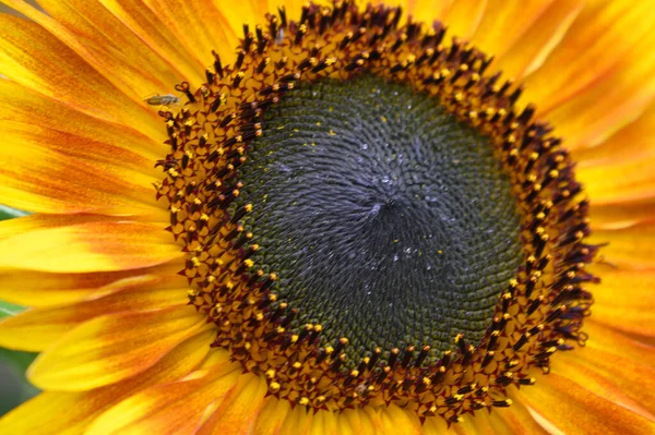 Słonecznik Rosnący Ogrodzie Widok Bliska — Zdjęcie stockowe