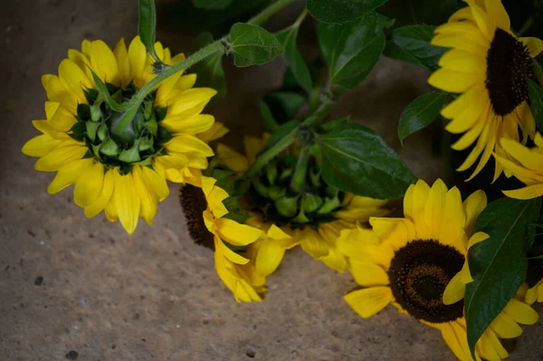 Tournesols Poussant Sur Jardin Vue Rapprochée — Photo