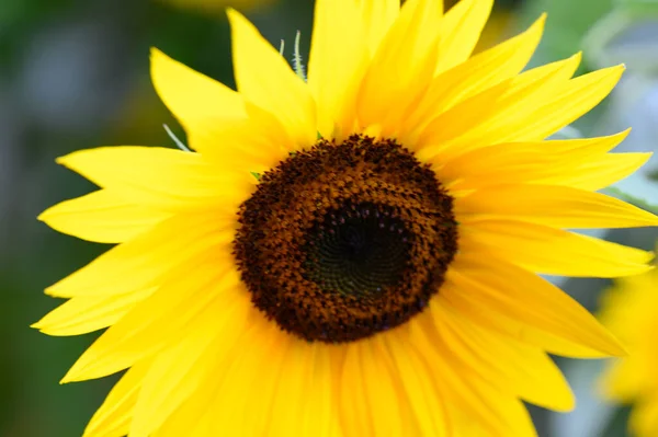 Zonnebloem Groeien Tuin Van Dichtbij Bekijken — Stockfoto