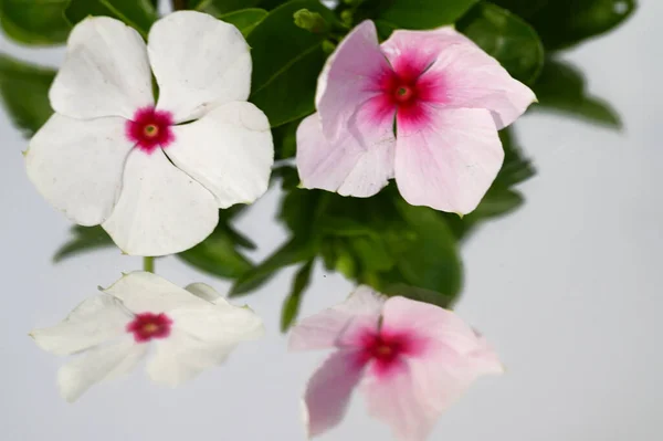 Hermosas Flores Que Reflejan Fondo Del Espejo Vista Primer Plano — Foto de Stock