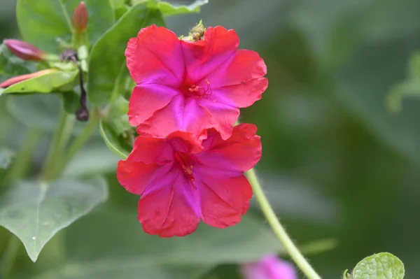 Hermosas Flores Que Crecen Aire Libre Jardín Vista Cerca —  Fotos de Stock