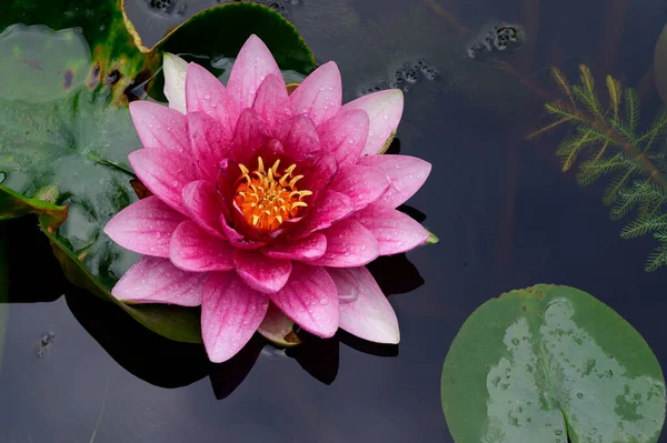 Close Water Lily Pond — Stock Photo, Image