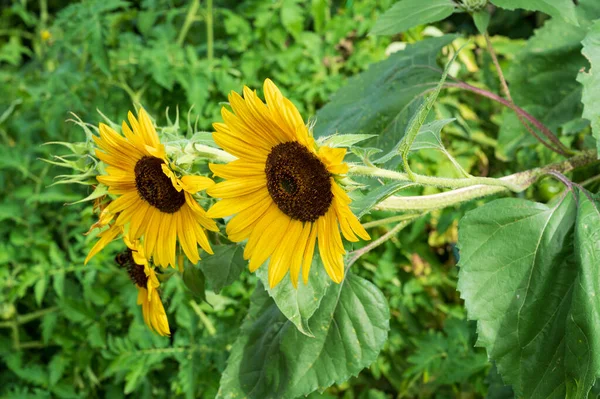 Sunflowers Growing Garden Close View — Stock Photo, Image