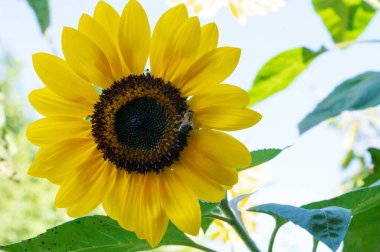 Bahçede büyüyen ayçiçeği, yakın görüş