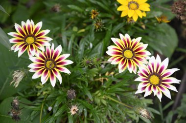 Bahçede büyüyen güzel çiçekler, yakın çekim manzarası.