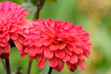 Bahçede güzel yıldız çiçekleri