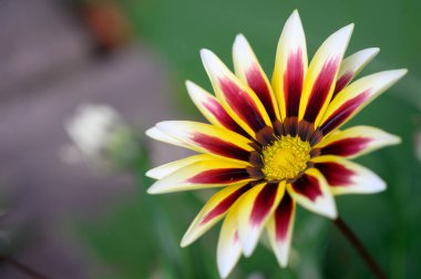 Bahçede büyüyen güzel bir çiçek, yakın çekim manzarası.