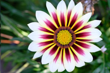 Bahçede büyüyen güzel bir çiçek, yakın çekim manzarası.