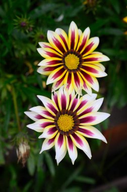 Bahçede büyüyen güzel çiçekler, yakın çekim manzarası.