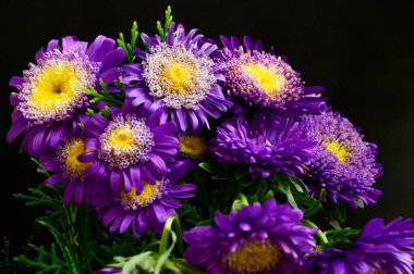 güzel mor çiçekler, görünümü kapatın