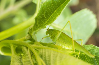 Yeşil çiçeğin üzerindeki çekirge bahçedeki bahçeyi terk eder, yakından bakar. 