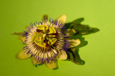 Renkli arkaplanda güzel bir çiçek, yakın plan görünümü 