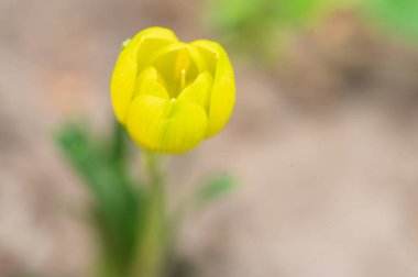 Bahçede büyüyen güzel bir çiçek, yakın çekim manzarası. 