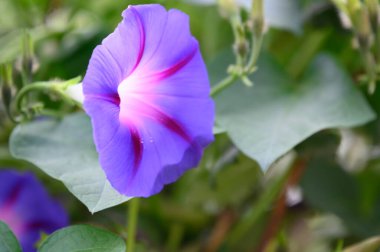 güzel mor çiçekler, görünümü kapatın