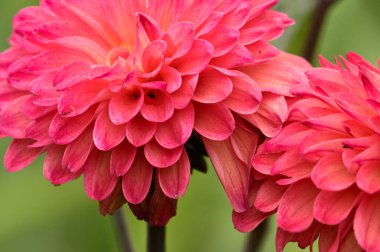 Bahçede güzel yıldız çiçekleri