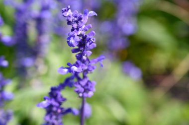 güzel mor çiçekler, görünümü kapatın