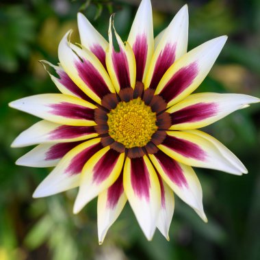 Bahçede büyüyen güzel bir çiçek, yakın çekim manzarası.