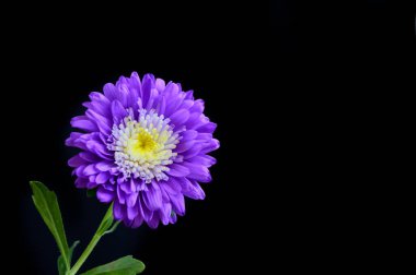 güzel mor çiçekler, görünümü kapatın