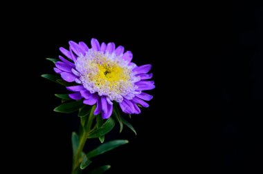 güzel mor çiçekler, görünümü kapatın