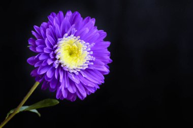 güzel mor çiçekler, görünümü kapatın