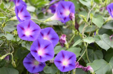 Bahçedeki güzel mor çiçekler