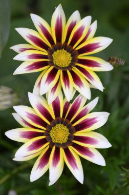 Bahçede büyüyen güzel çiçekler, yakın çekim manzarası.