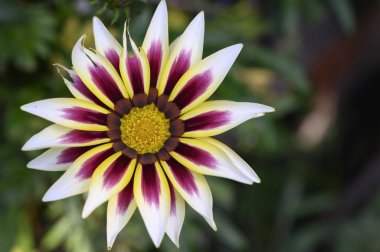 Bahçede büyüyen güzel bir çiçek, yakın çekim manzarası.