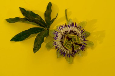 Renkli arkaplanda güzel bir çiçek, yakın plan görünümü 