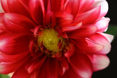 Bahçede büyüyen güzel bir çiçek, yakın çekim manzarası. 