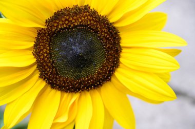 Bahçede sarı ayçiçeği, yakın plan.